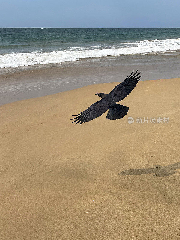 印度黑乌鸦(Corvus splendens)在阳光下在斯里兰卡拉维尼亚山沙滩上飞行，翅膀展开羽毛，在海上飞行时拍摄，退潮，背景中有水，重点在前景